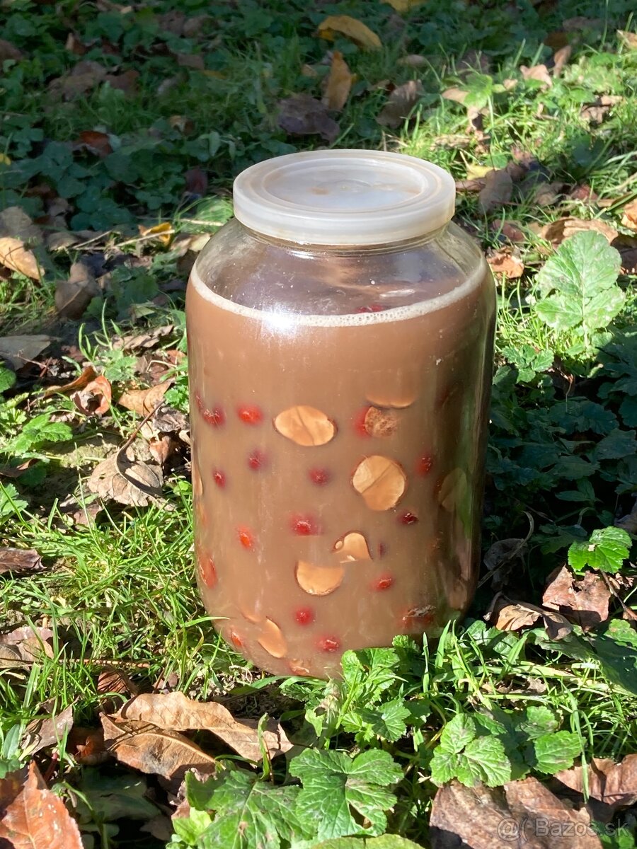 Pagastan Konsky-tinktura