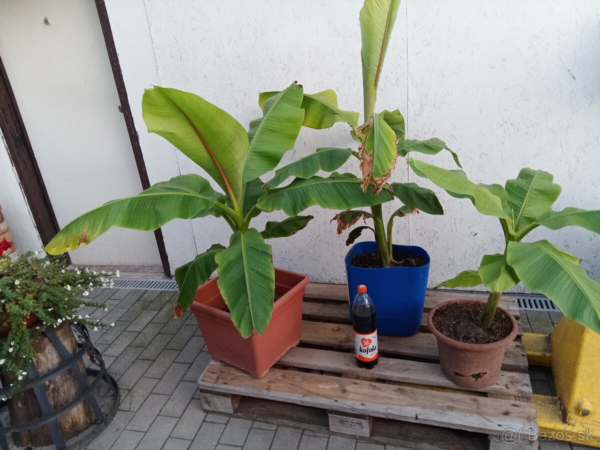 Predám Bananovniky Musa Basjoo