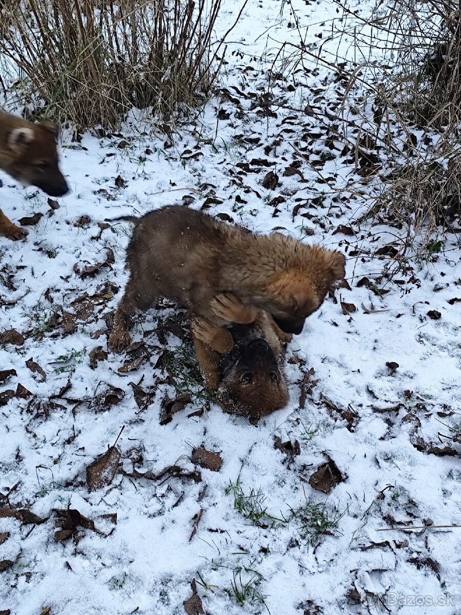 Československý vlčiak