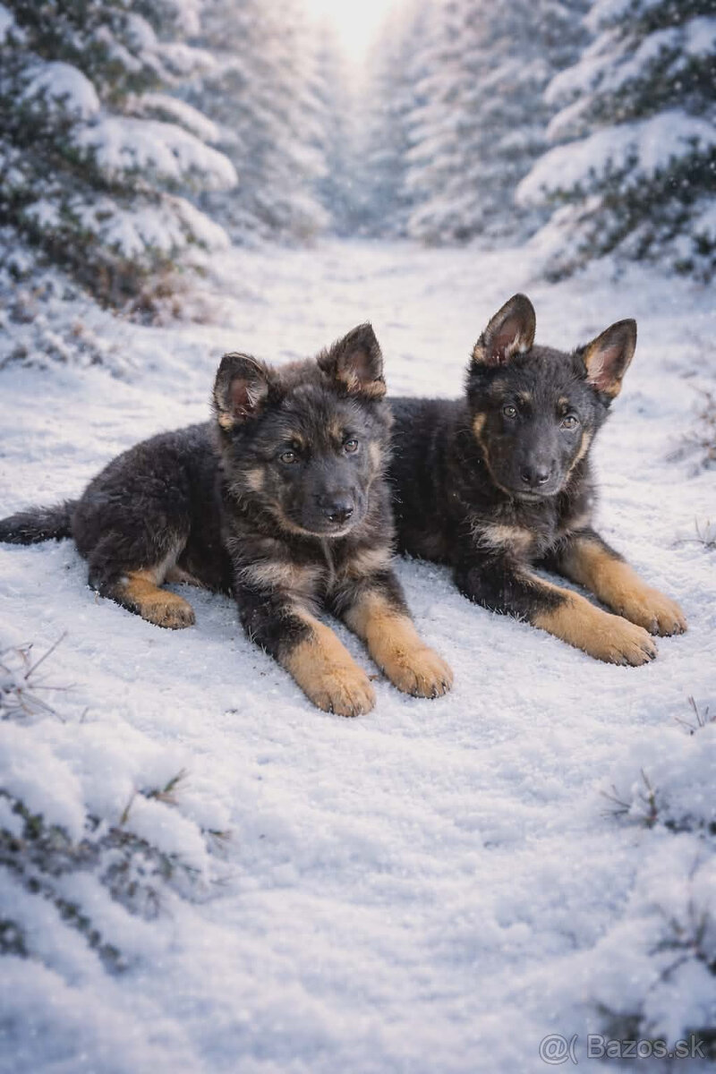 Predám šteňatá NO bez PP