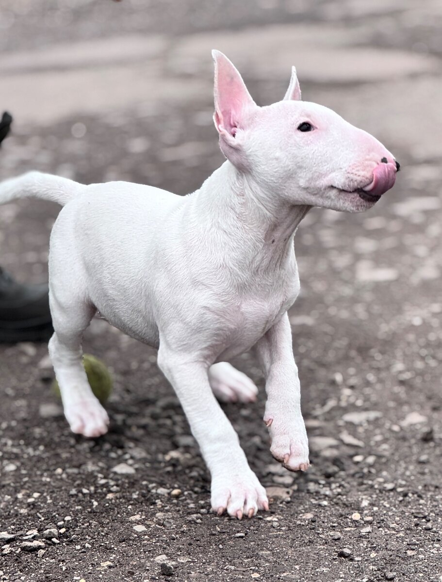 Miniatúrny Bulterier / bullterrier