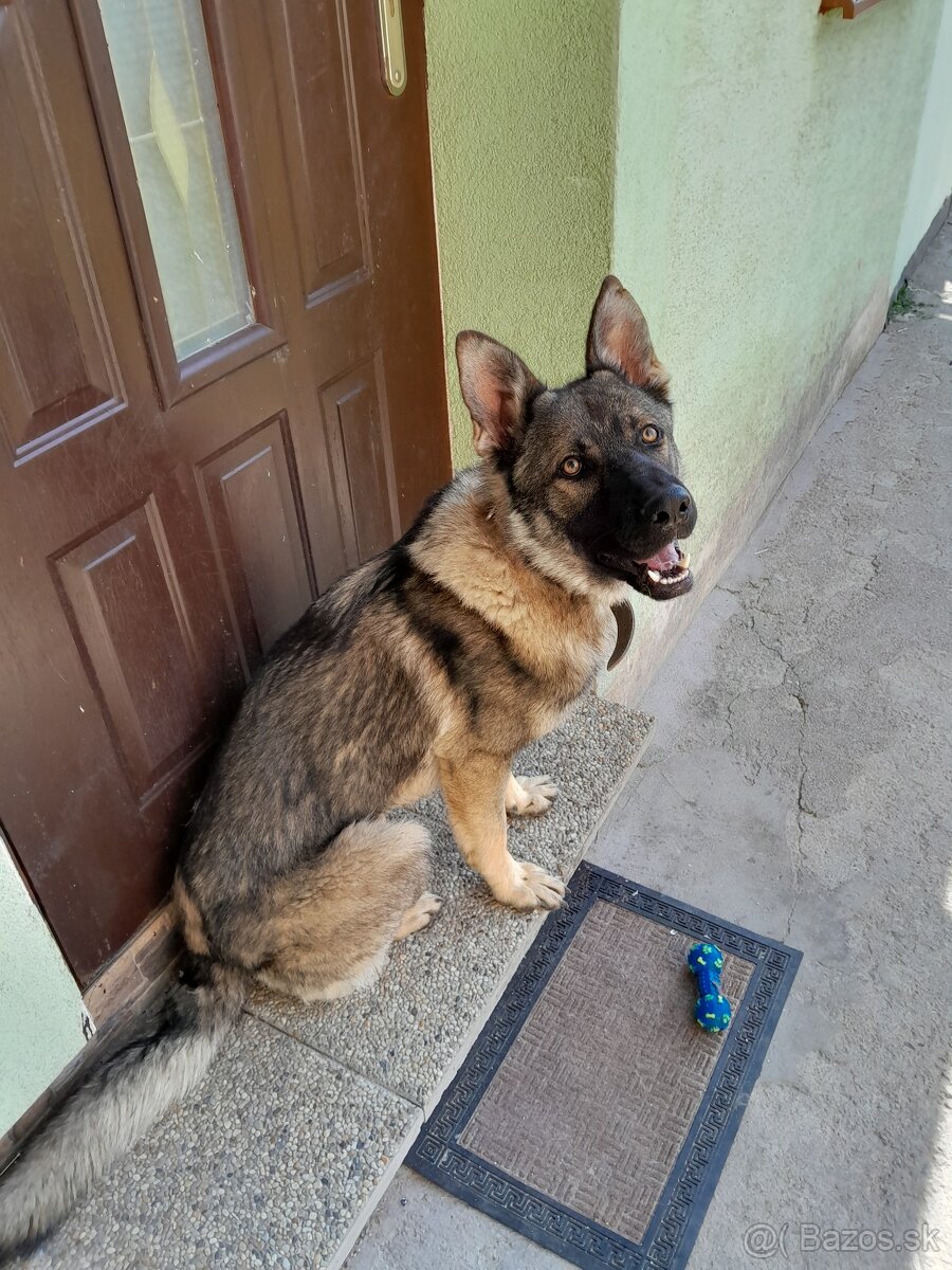 Nemecký ovčiak