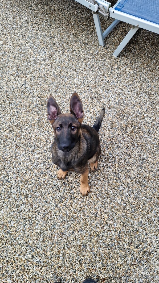 Predám 4 mesačne šteňa