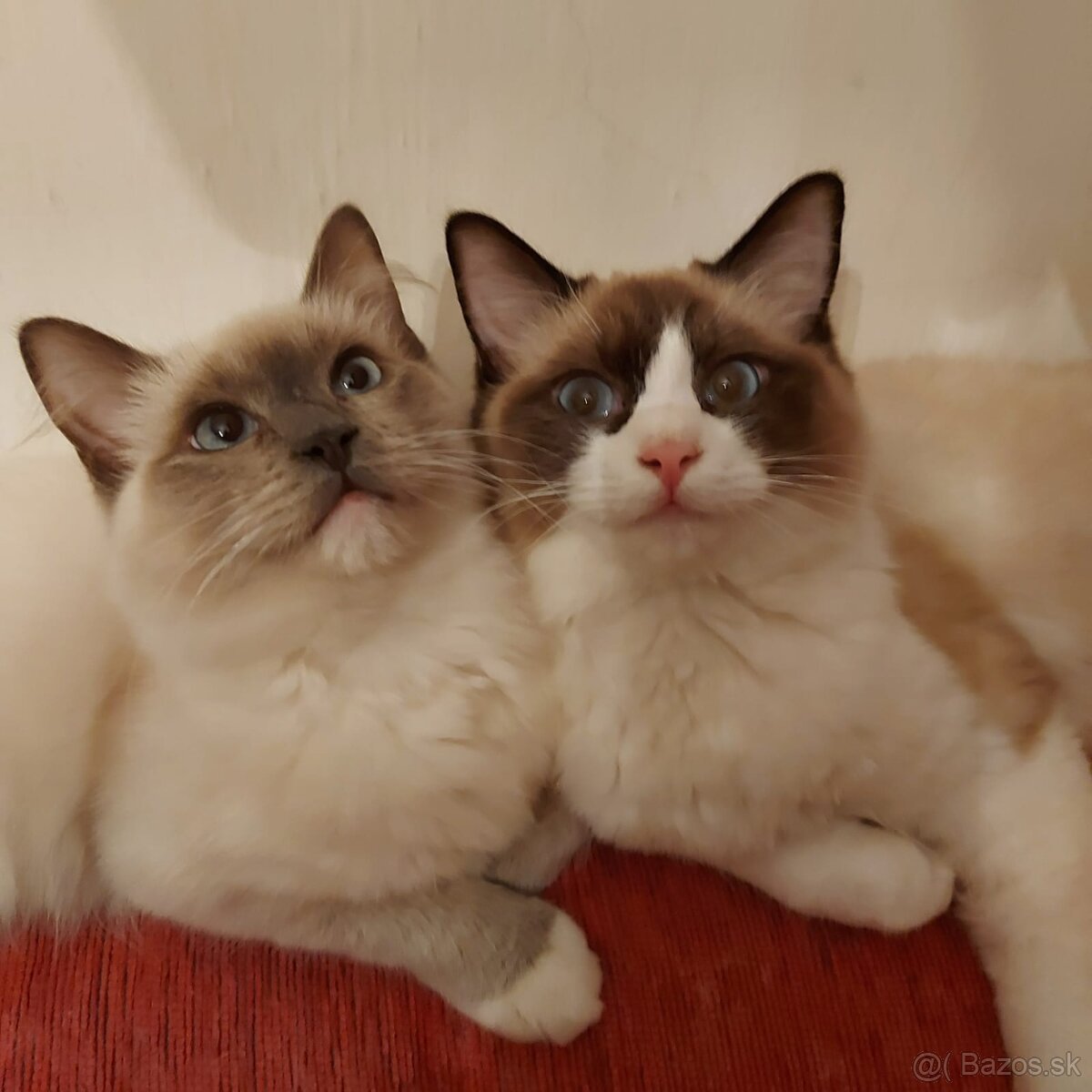 Ponukam ragdoll kocurov na krytie