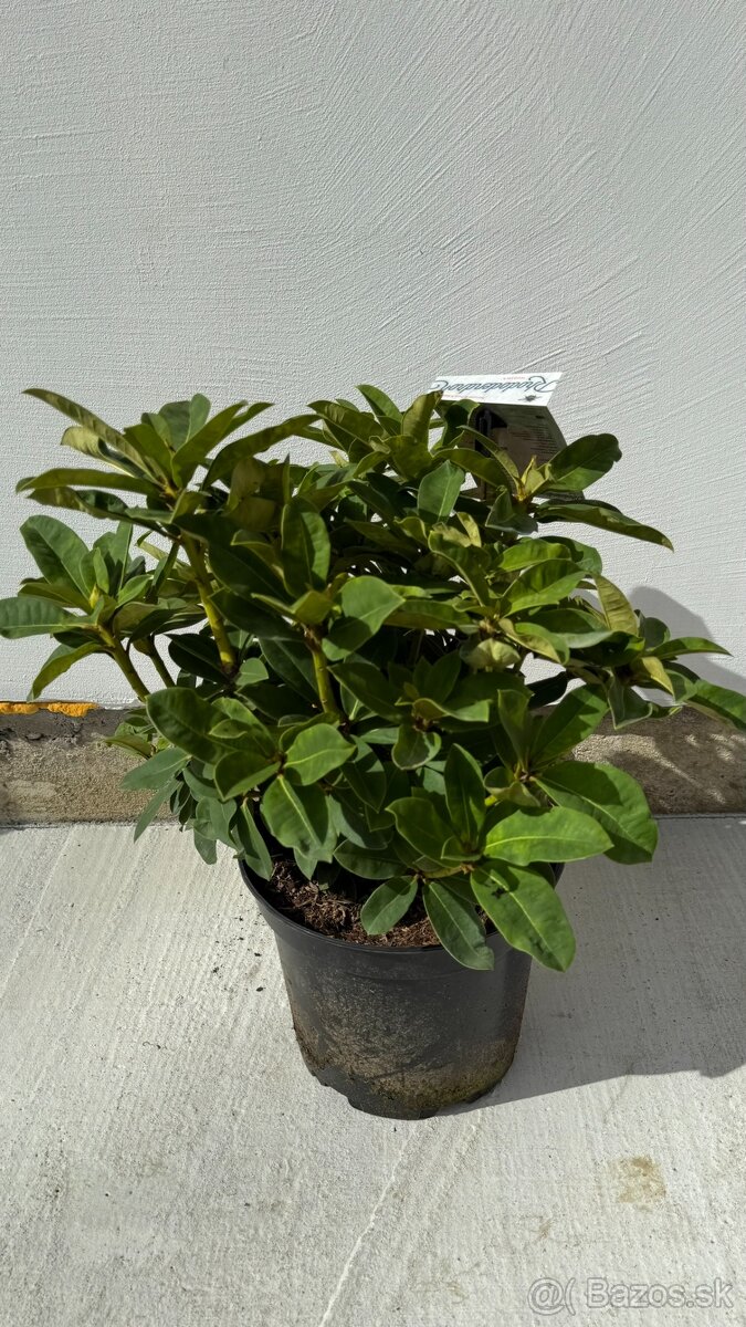 Rododendron Red Jack