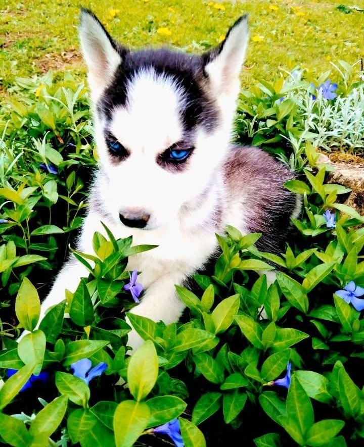 Sibirsky husky hasky