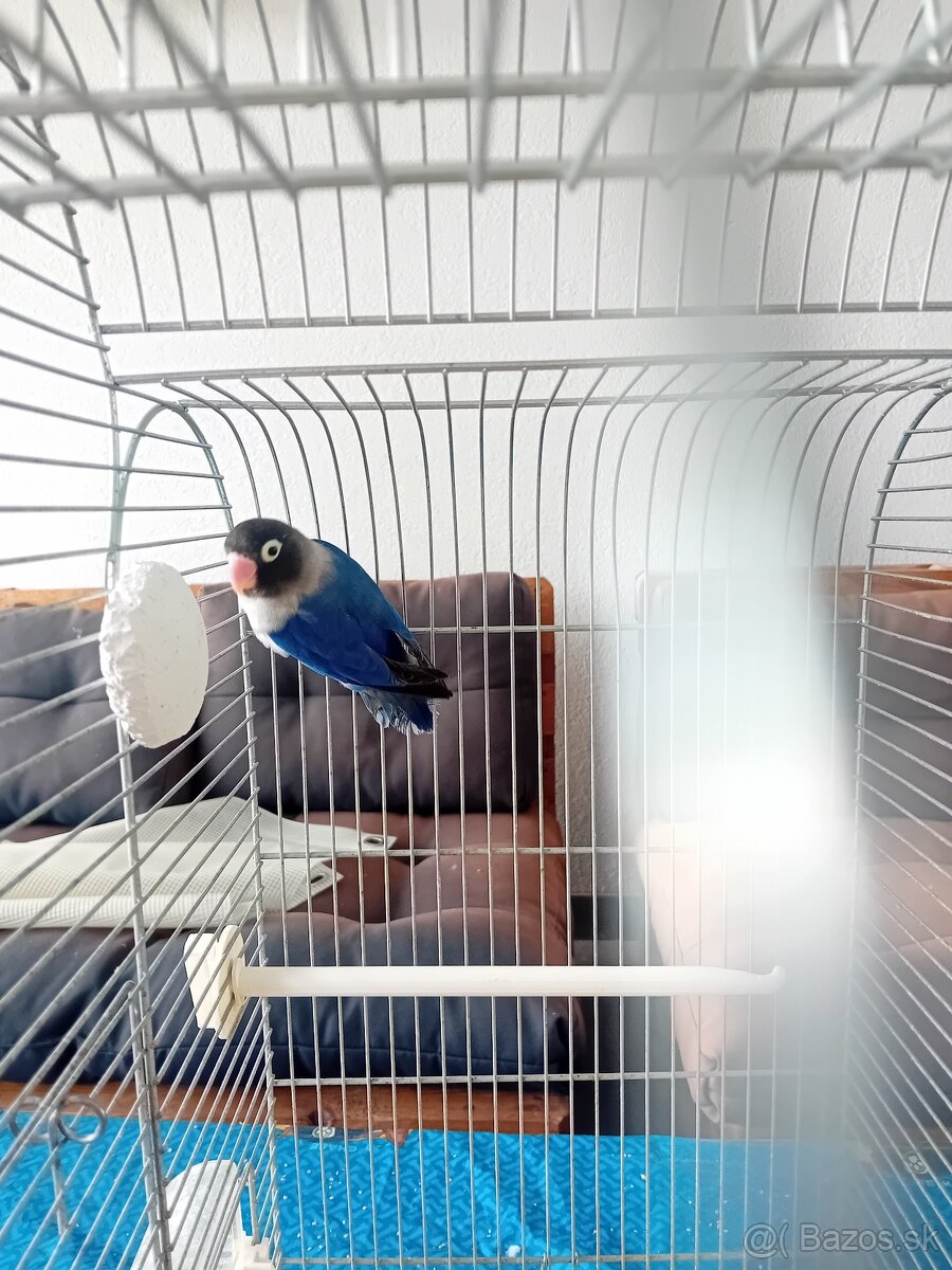 agapornis skraboskovy