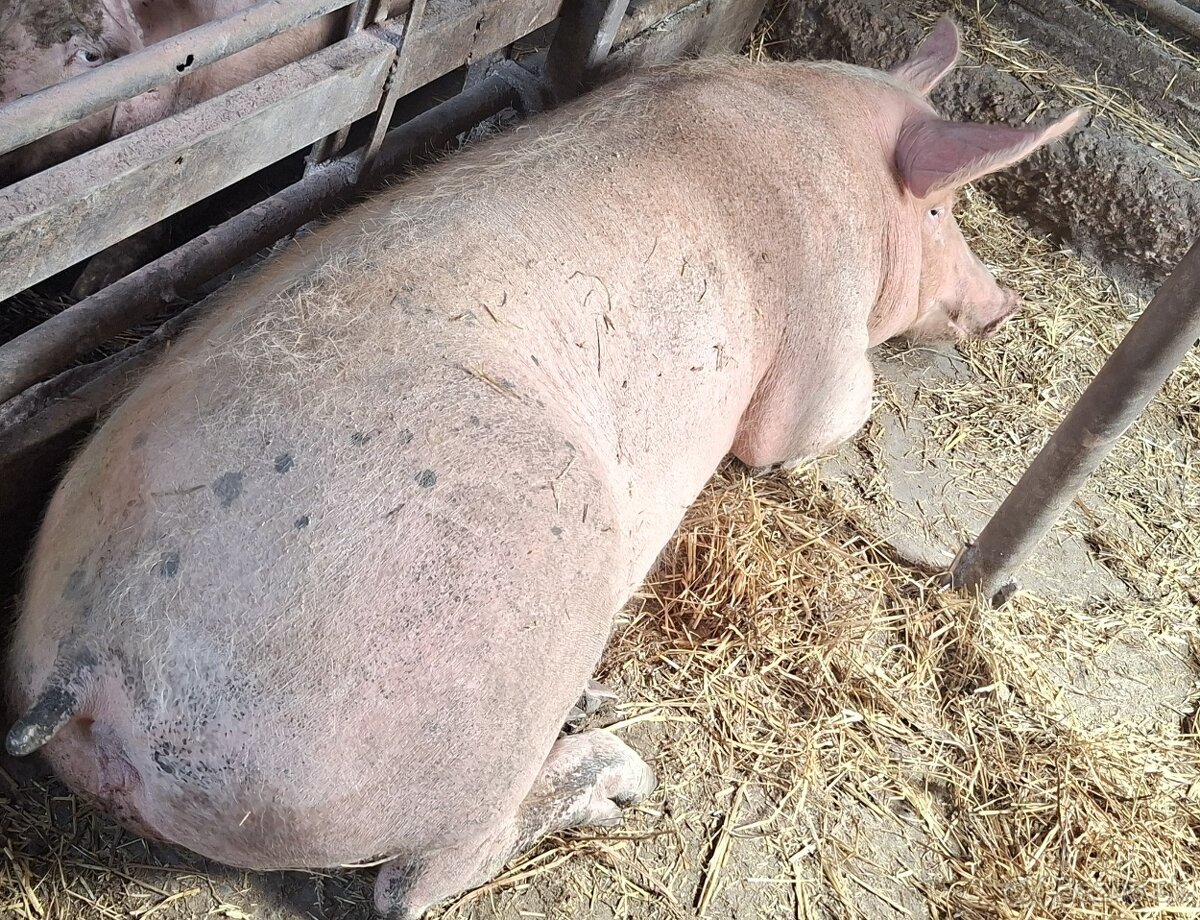 ošípané - hízók 140-180 kg.