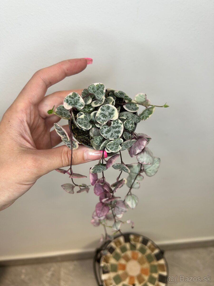 Ceropegia Woodii