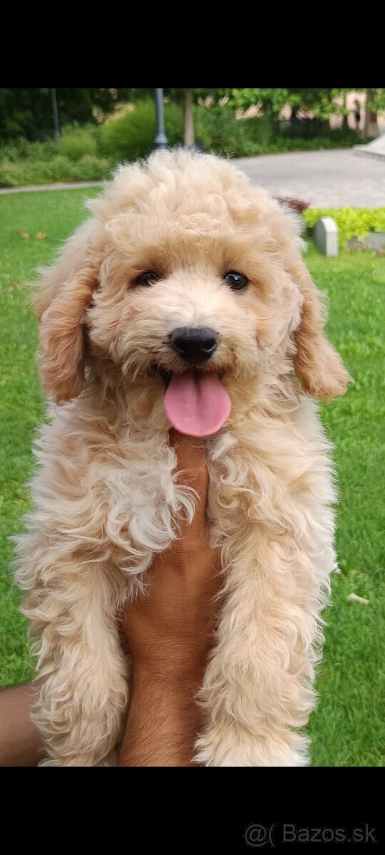 Maltipoo