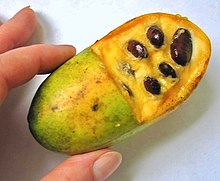 Predám rastliny Asimina Triloba Banán severu Paw-paw nezamr