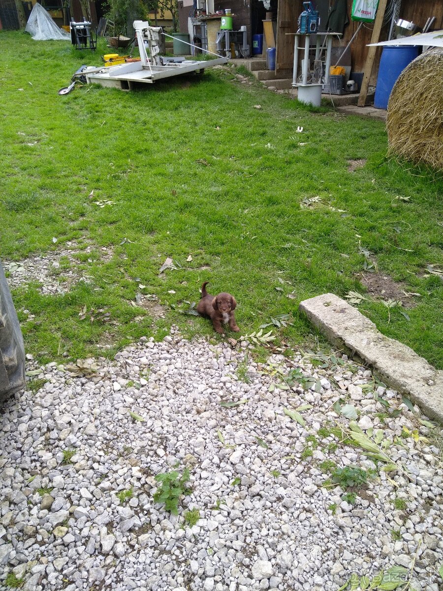 Šteňata