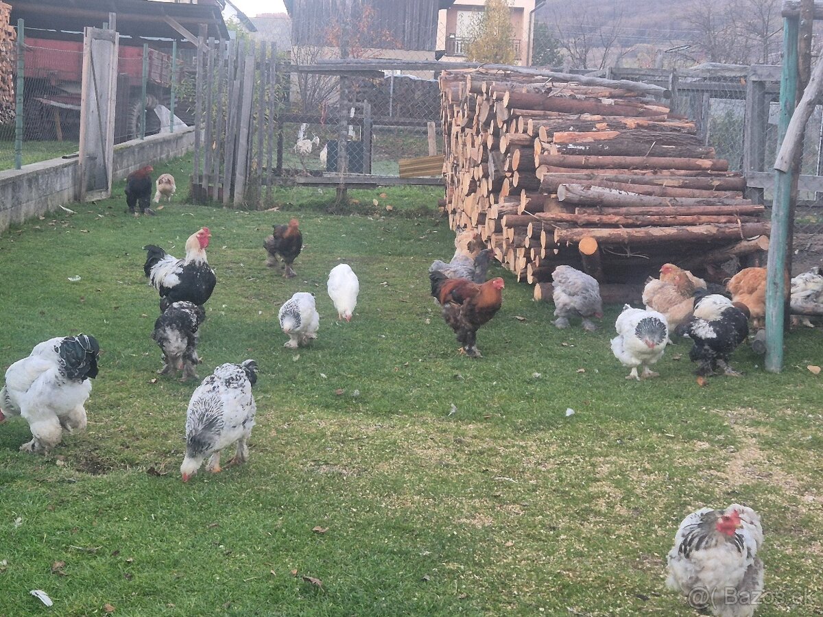 Rušenie chovu brahman