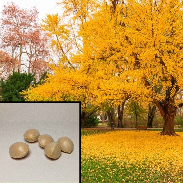 GINGKO BILOBA 5 SEMIEN - ČERSTVÝ ZBER