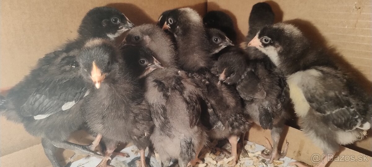 2-týždňové kuričky Dominant Blueshell BLS959