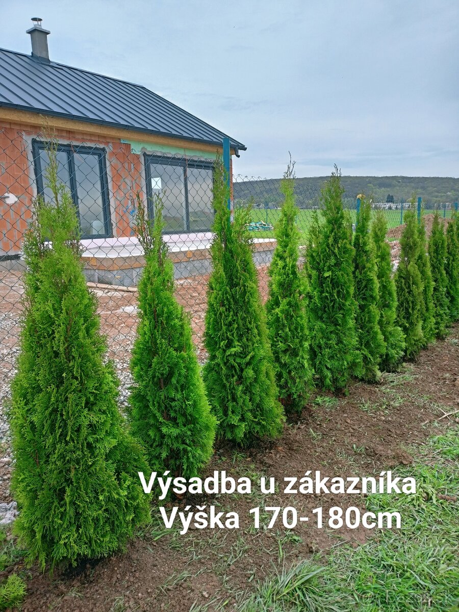 Tuja Smaragd od 80cm do 250cm