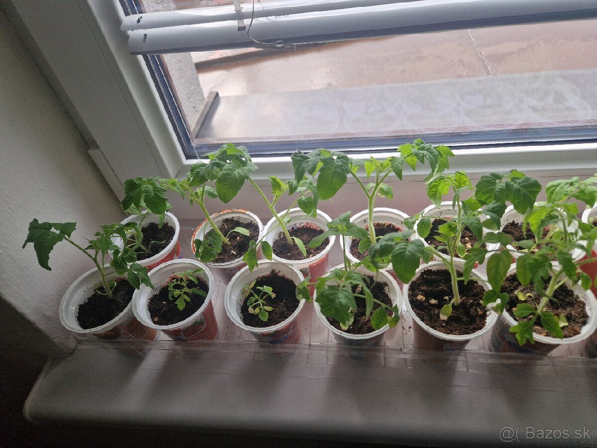 Planty Priesady