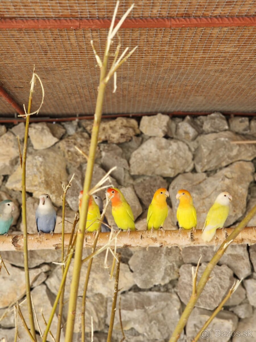 Agapornis,krmivo