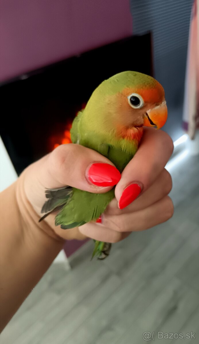 Agapornis