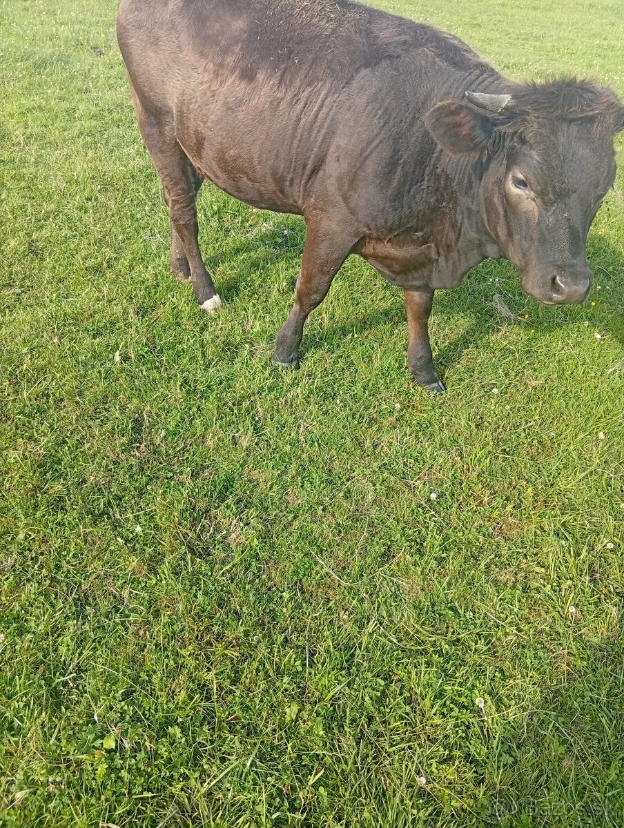 Jalovica