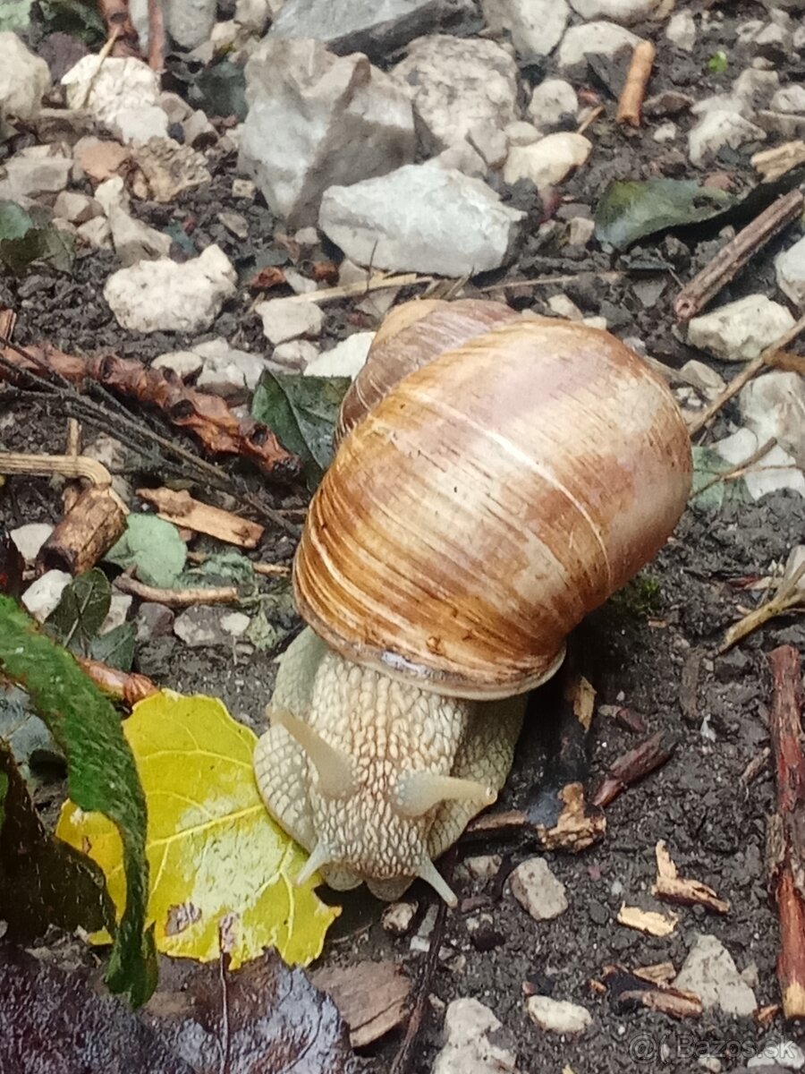 Odstúpenie záhrady s chatkou