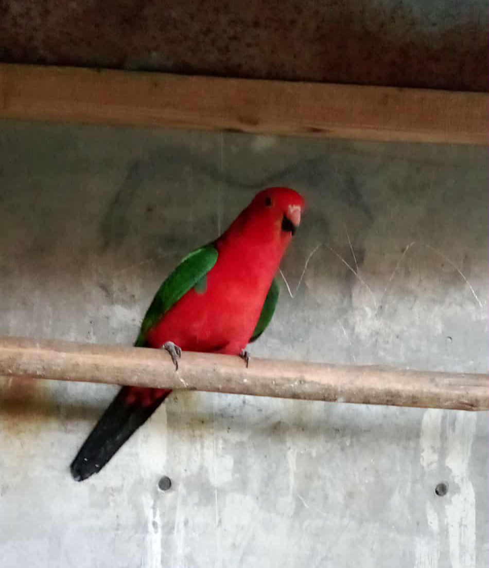 Papagáj kráľovsky