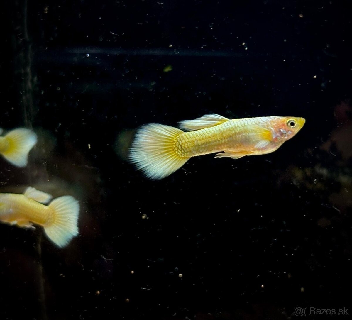 gupky (čisté formy)