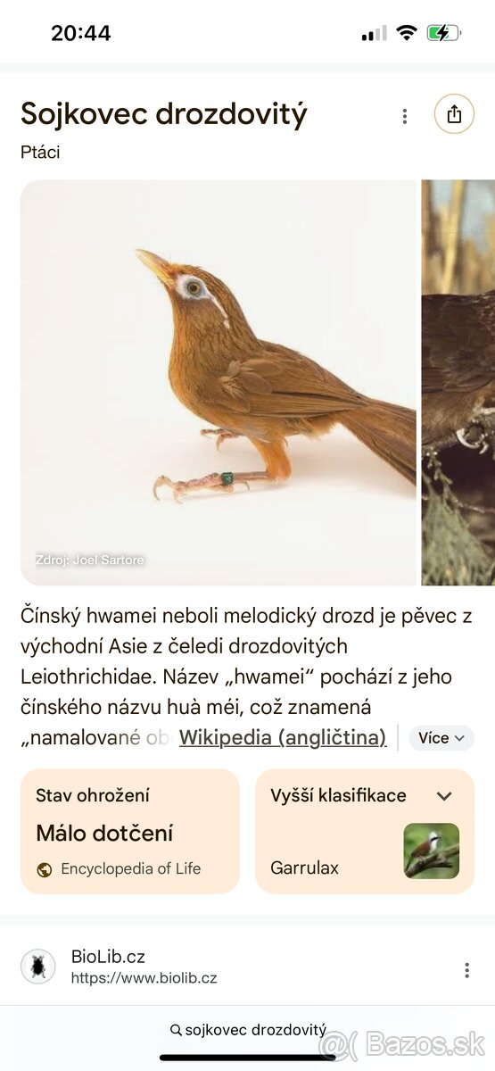 Sojkovec drozdovitý. koupim