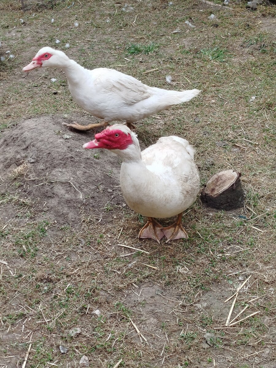 Kacice na predaj