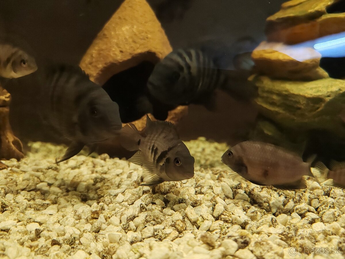 Vymenim cichlidy