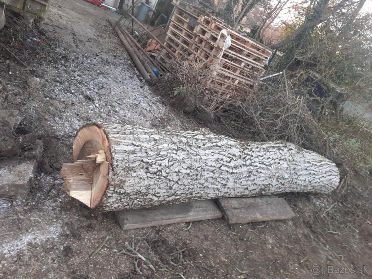 Orechový kmeň