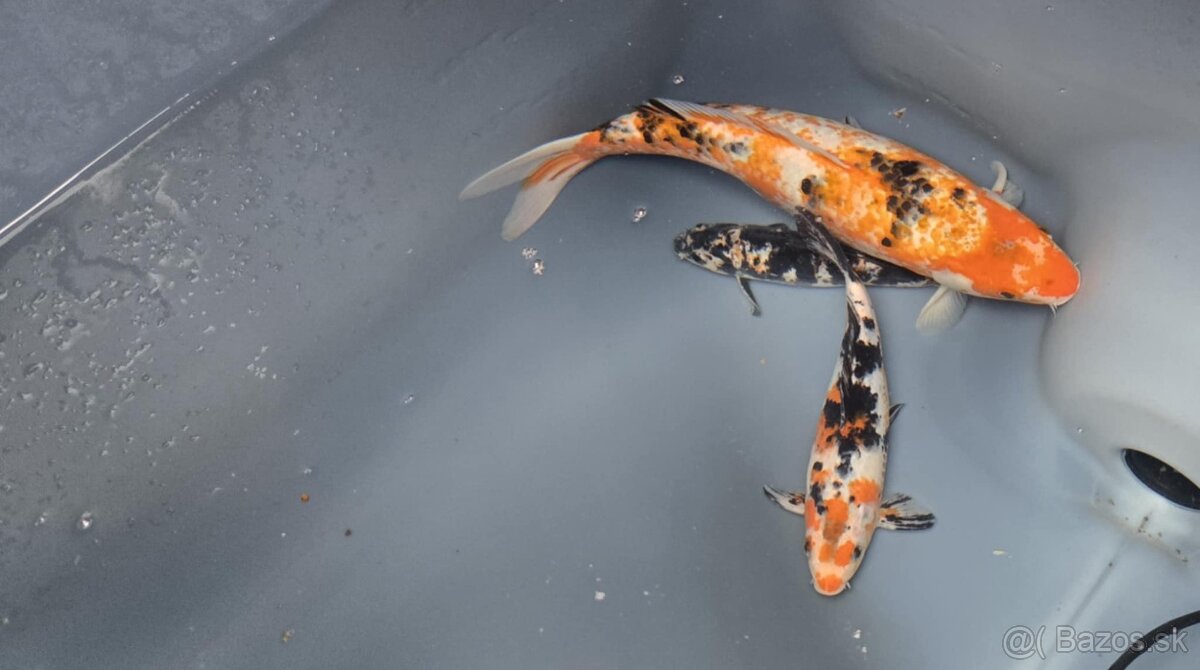 Koi kapre