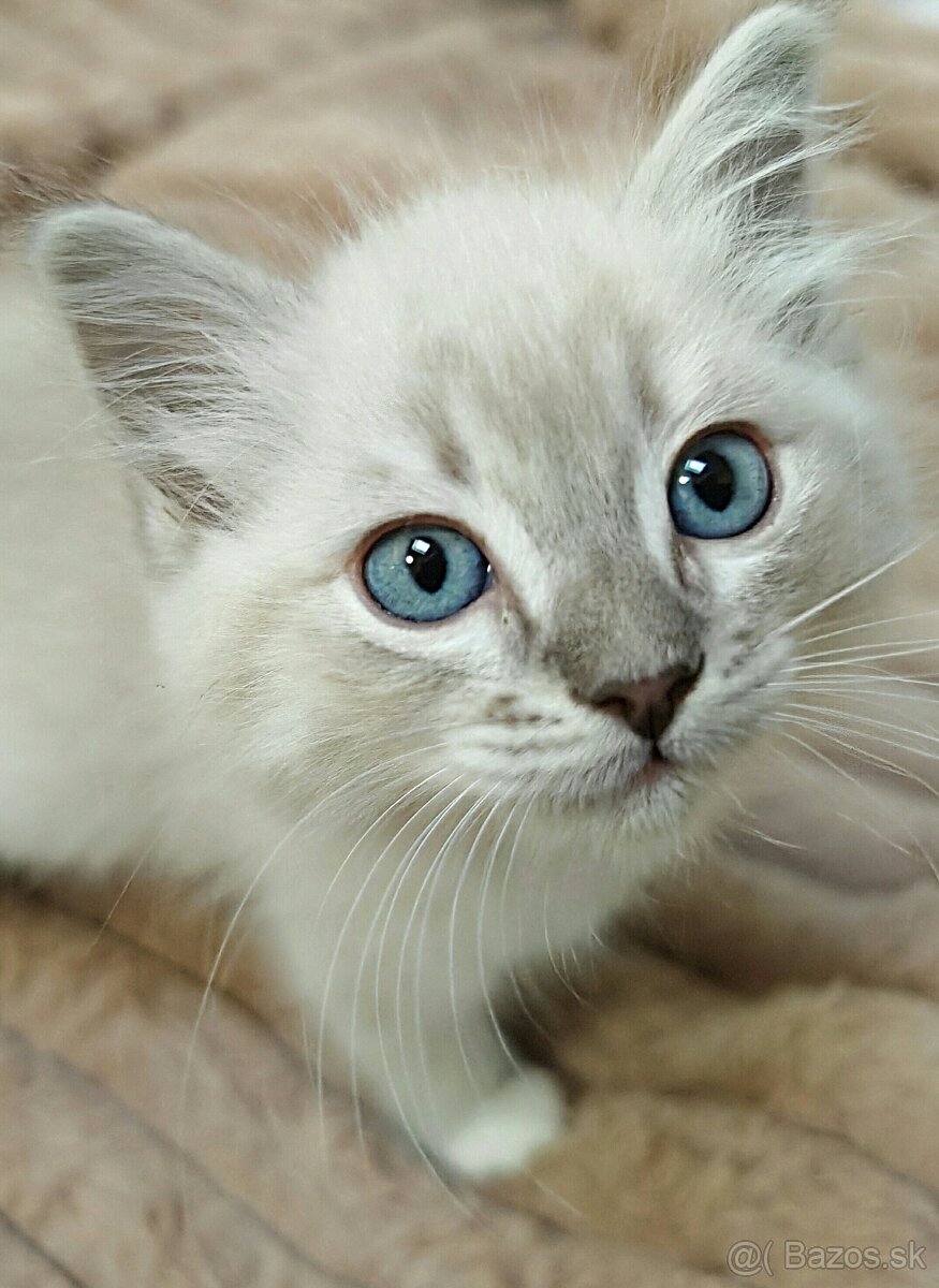 Mačiatka Ragdoll