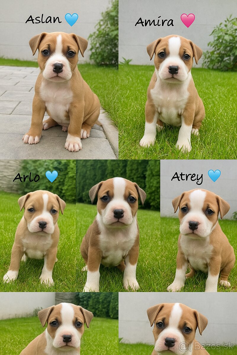 Americký Stafordšírsky teriér s PP 🐾🩷🩵🐶