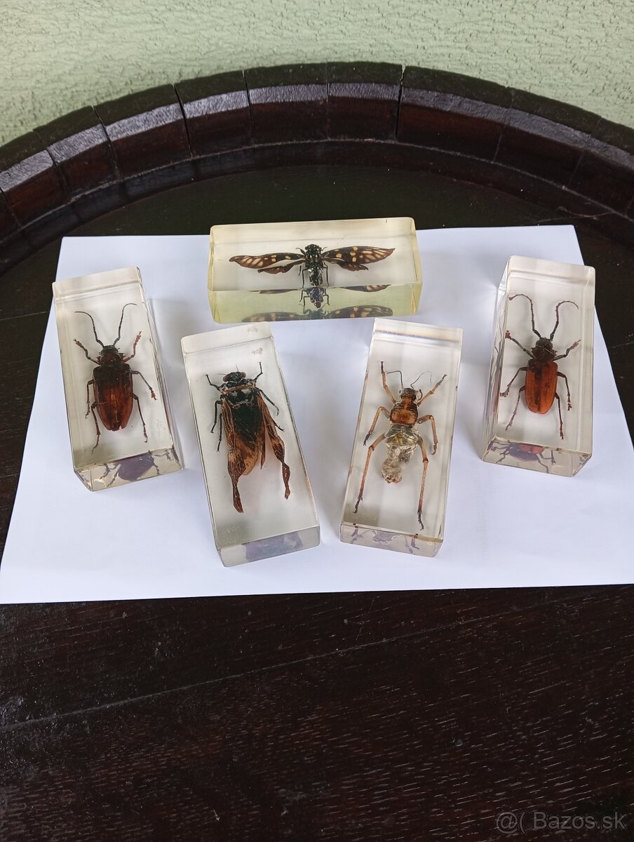 Super Vau zbierka Hmyzu
