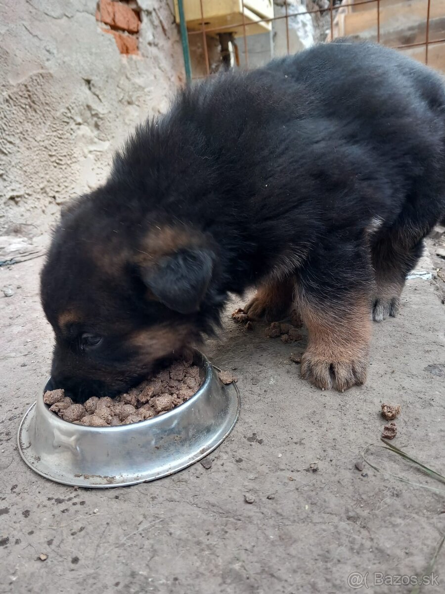 Šteniatko nemeckého ovčiaka