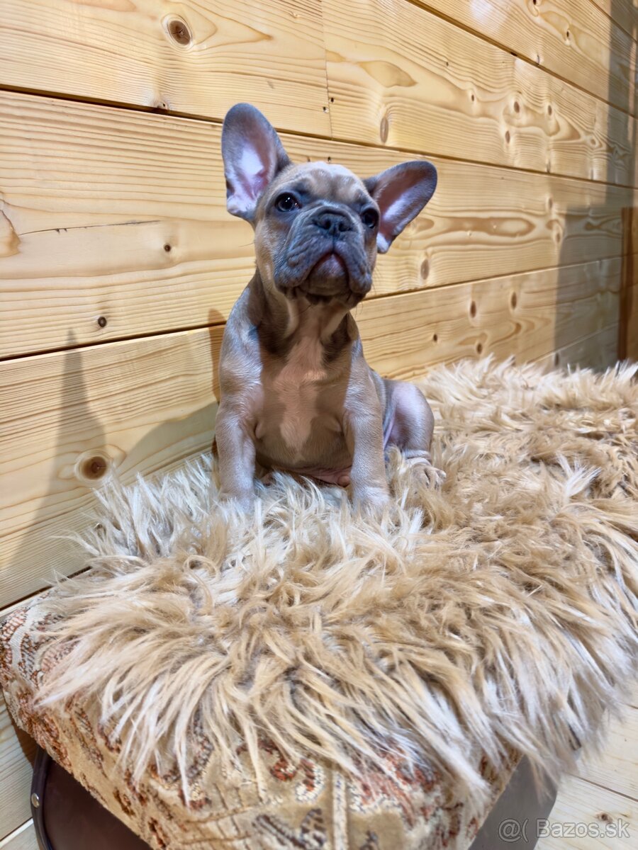 Francúzsky buldoček s PP