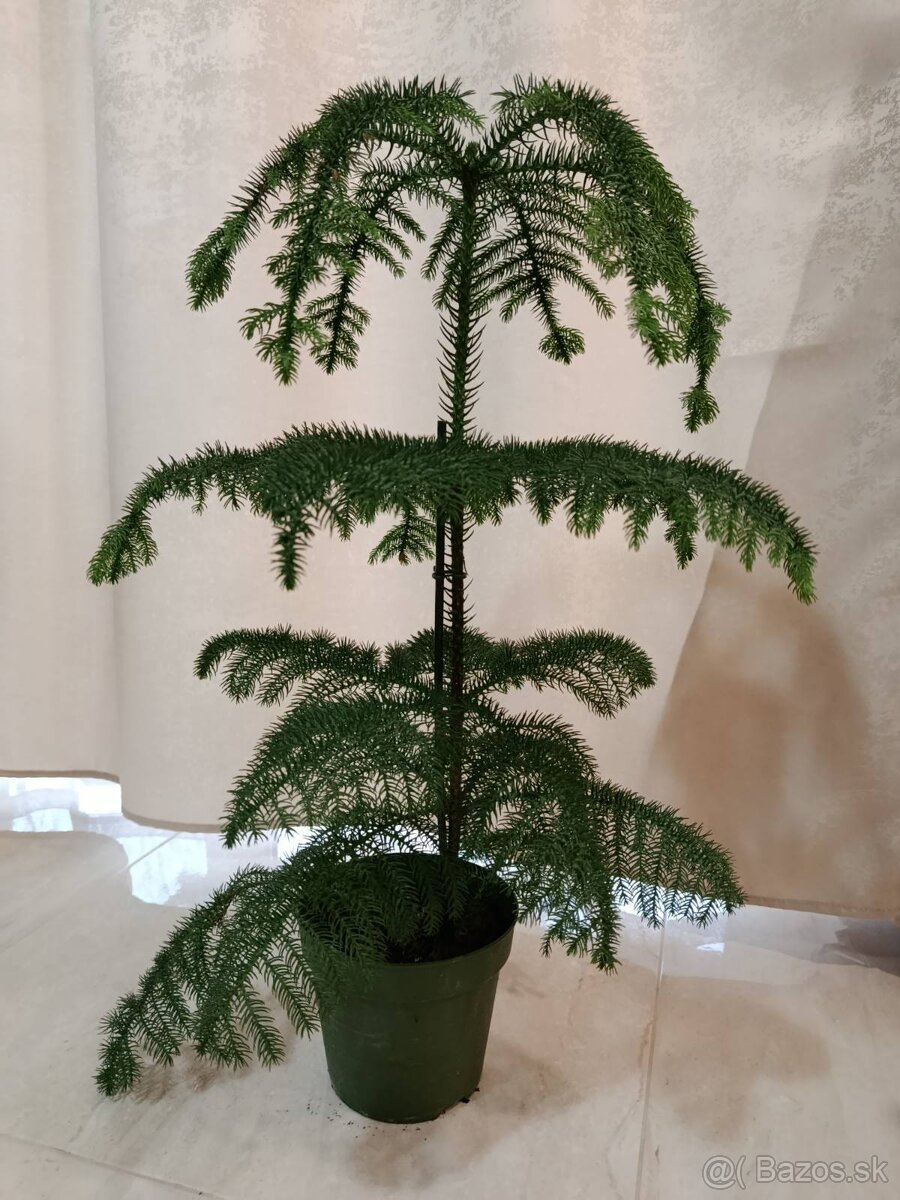 Predám izbovú rastlinu.