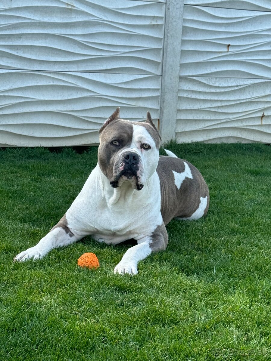 American Bully XL -XXL s pp