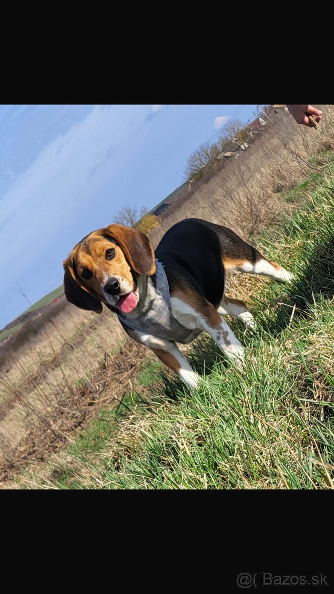Beagle