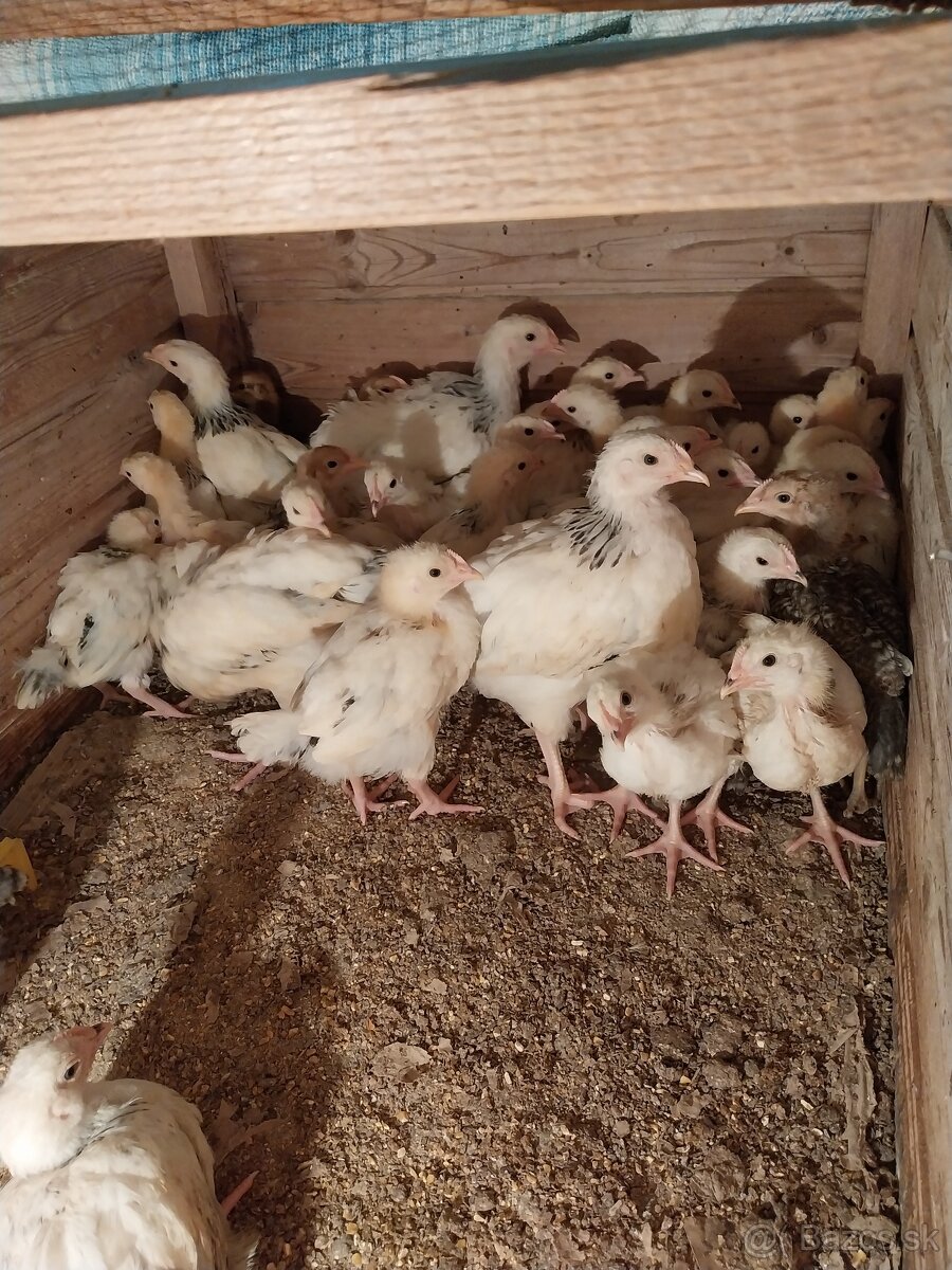 Kurčatá sasexka biela kolumbia