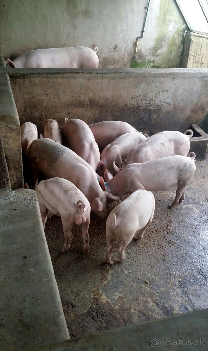 Ošípane