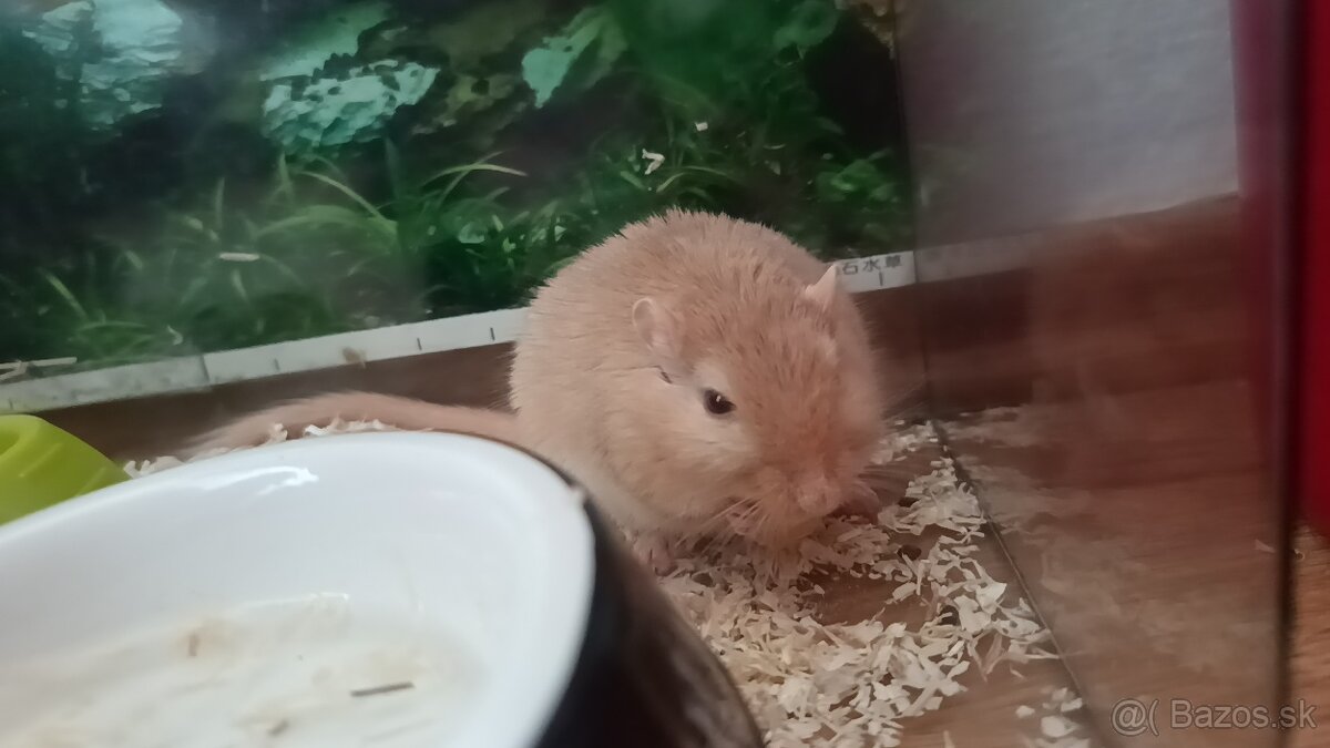 Podarujem pieskomily