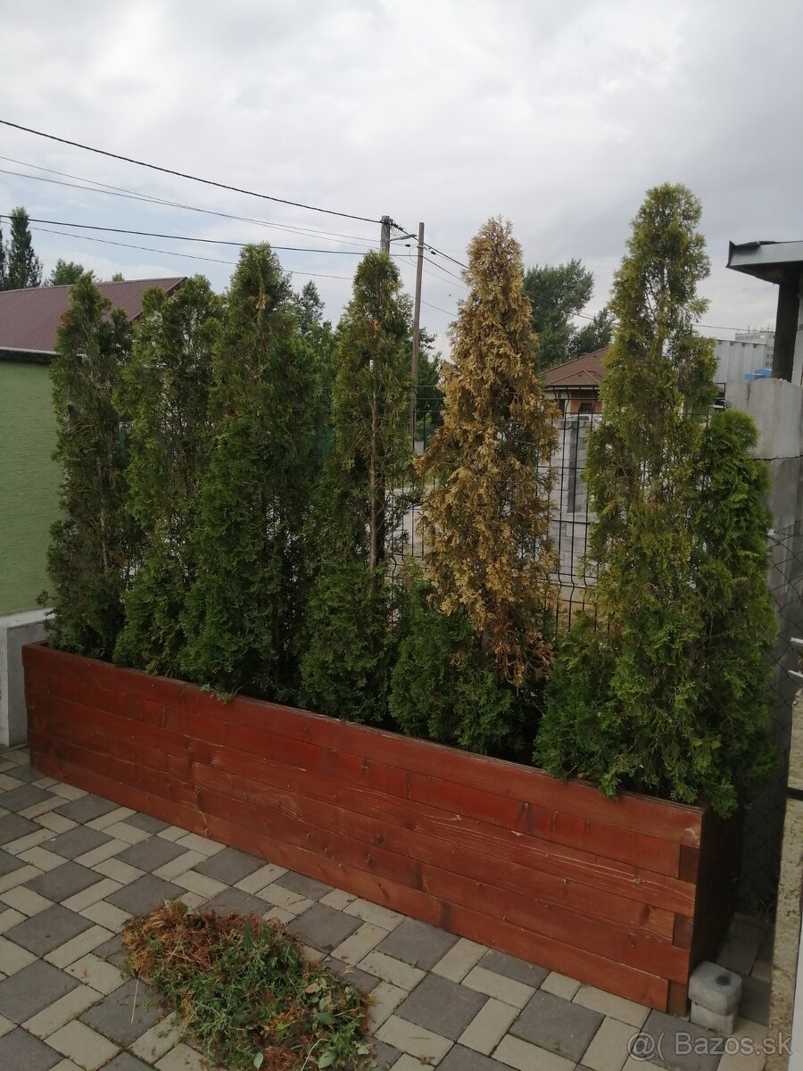 Kto prosím daruje tuje?