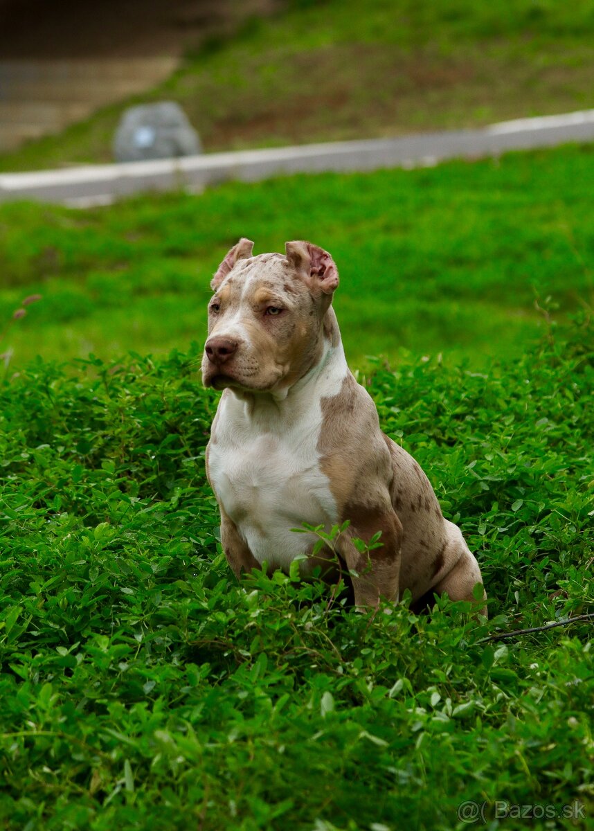 American Bully XL (Pitbull XXL)
