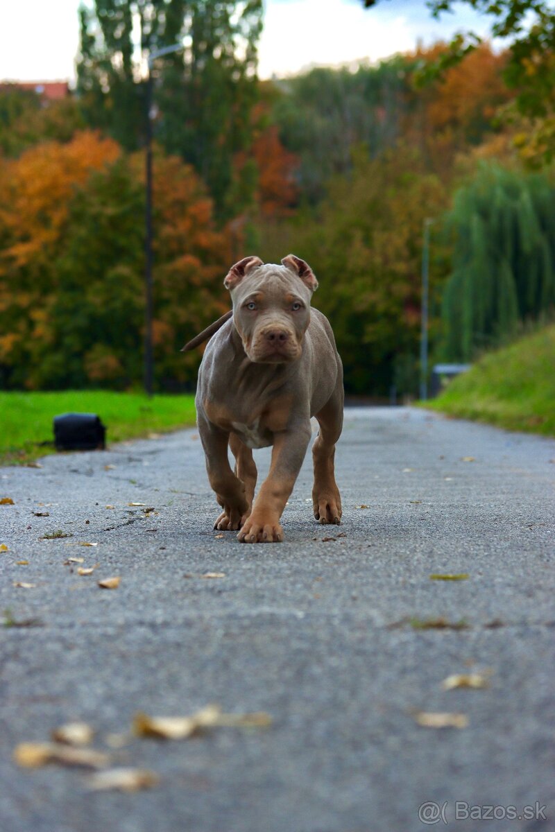 American Bully XL (Pitbull XXL)