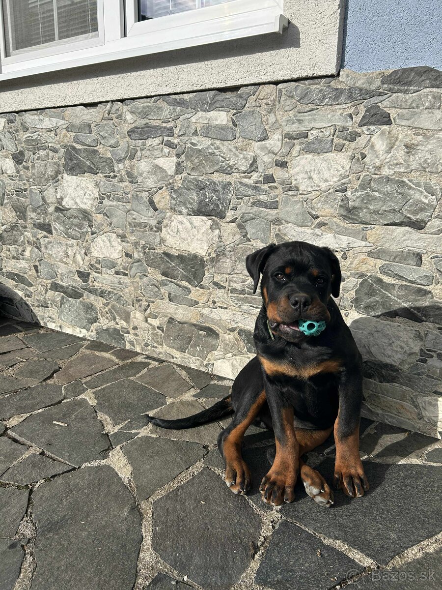 Šteniatko Rottweilera s PP na predaj 🐾
