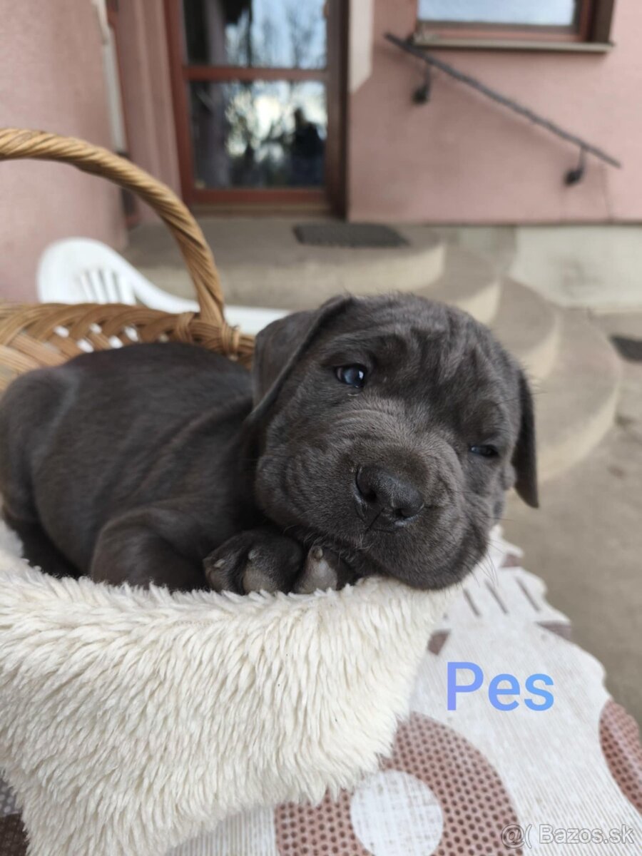 Cane Corso bez PP