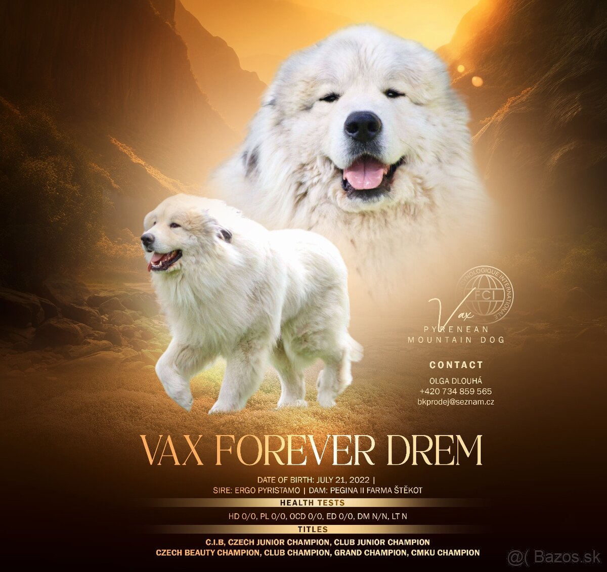 Pyrenejský horský pes