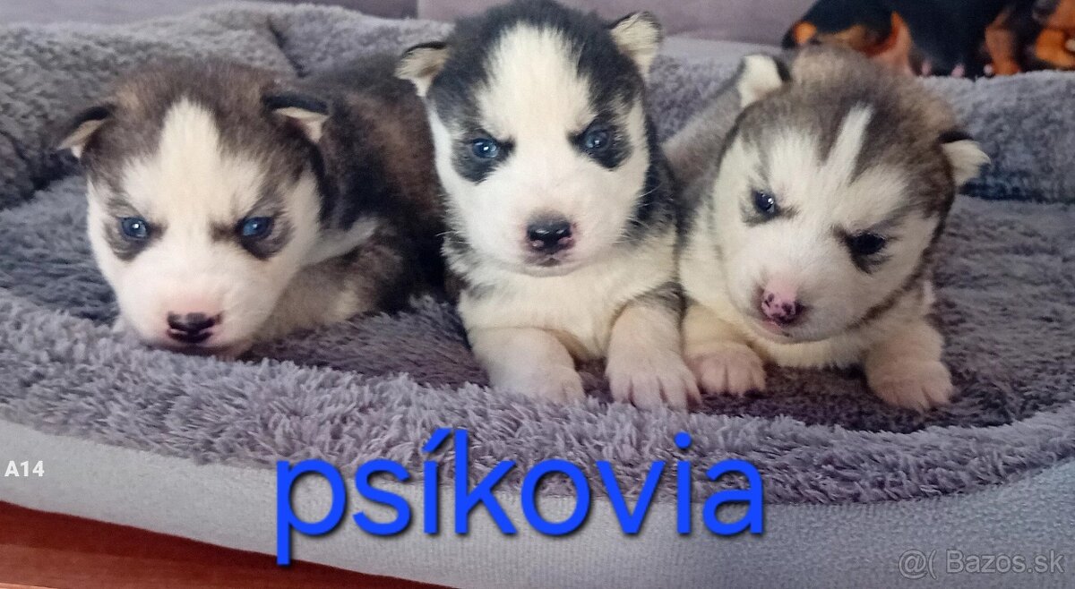 Sibirsky husky steniatka